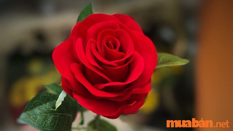 Hoa hồng xuất hiện đầu tiên với sắc đỏ ở Trung Quốc
