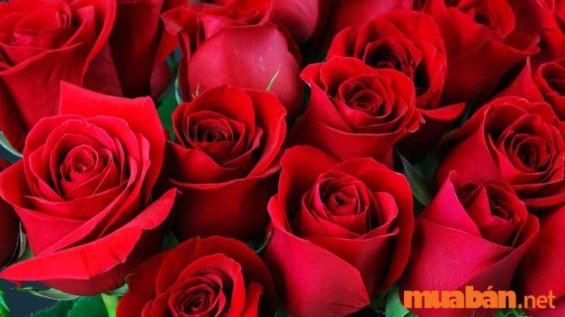 Ý nghĩa hoa hồng đỏ là biểu tượng cho 1 tình yêu vĩnh cửu