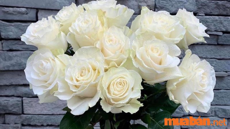 Hoa hồng trắng tinh khiết