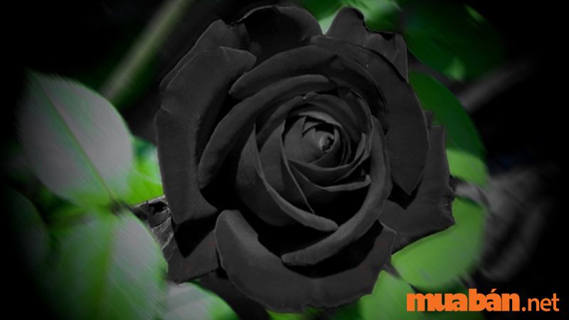 Ý nghĩa hoa hồng đen là biểu hiện cho 1 tình yêu đầy nghiệt ngã, thù hận