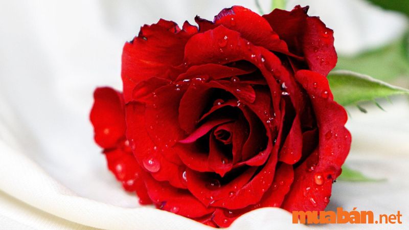 Tùy số bông mà có ý nghĩa hoa hồng riêng