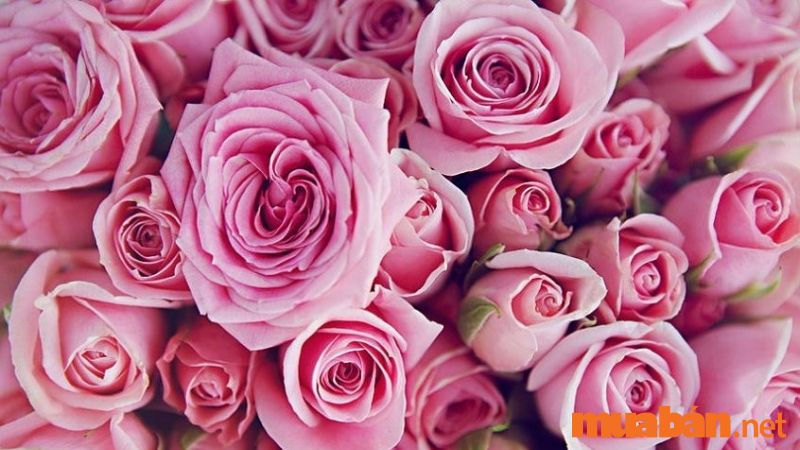 Ý nghĩa hoa hồng 100 bông là “Trăm năm hạnh phúc"