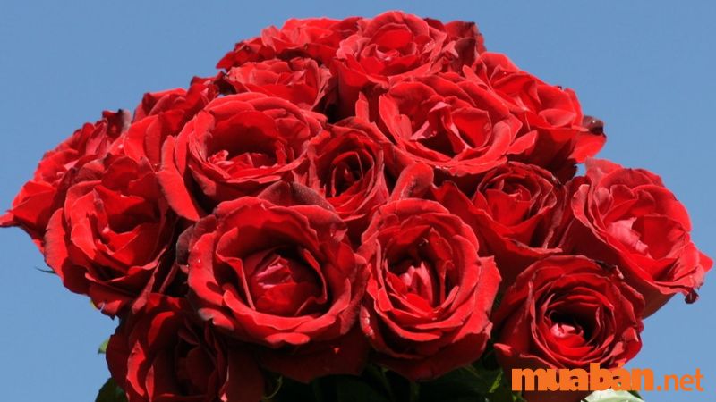 Ý nghĩa hoa hồng ngày Tết là mong một năm mới rực rỡ