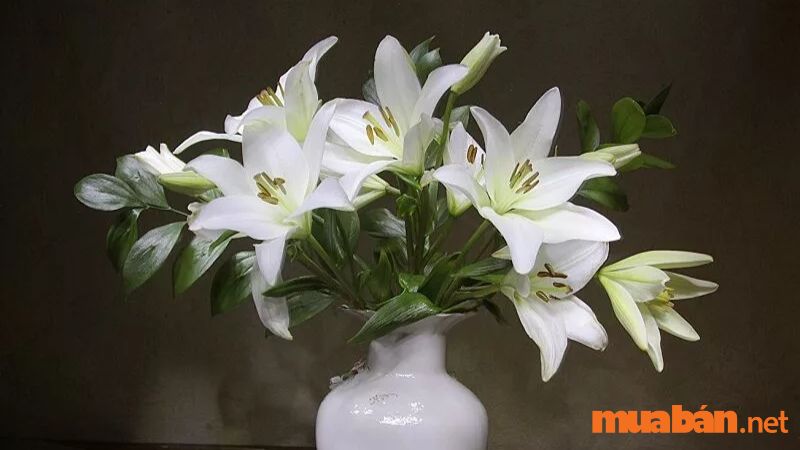 Màu trắng với sự trinh nguyên và thuần khiết mà ý nghĩa hoa ly mang lại