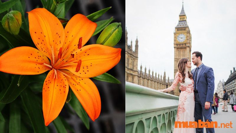 Ý nghĩa hoa ly Anh Quốc: màu cam tượng trưng cho sự hạnh phúc và ấm áp
