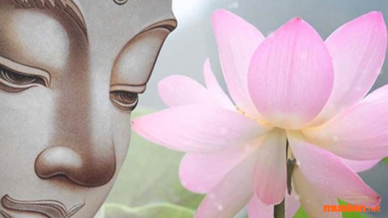 Ý nghĩa hoa sen trong Phật giáo
