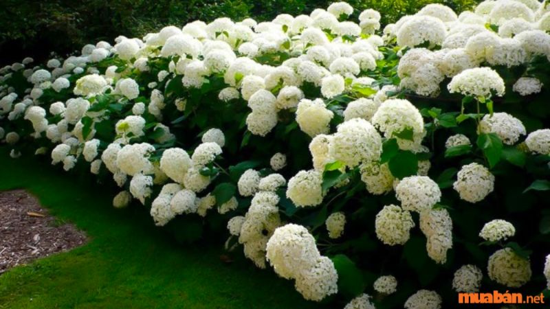 Hoa cẩm tú cầu màu trắng mang đến sự thuần khiết 