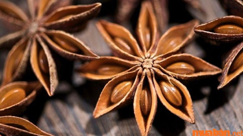Hoa hồi xứ Lạng, một loại gia vị vô cùng nổi tiếng