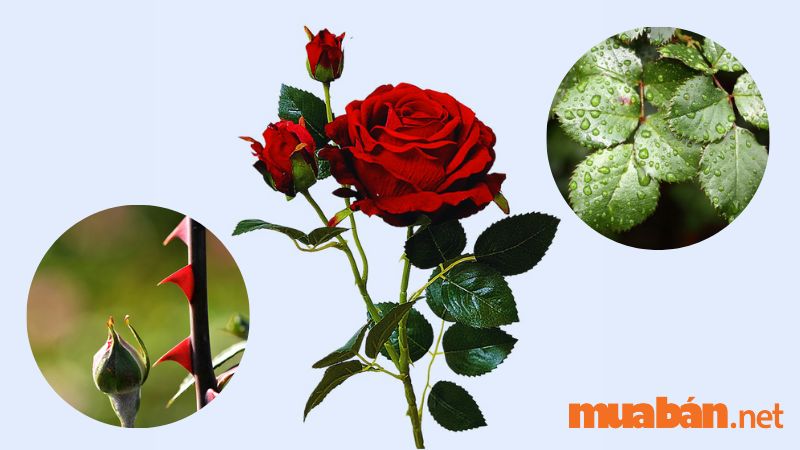 Hoa hồng đẹp, bí ẩn, quyến rũ, kiêu sa và gai góc 