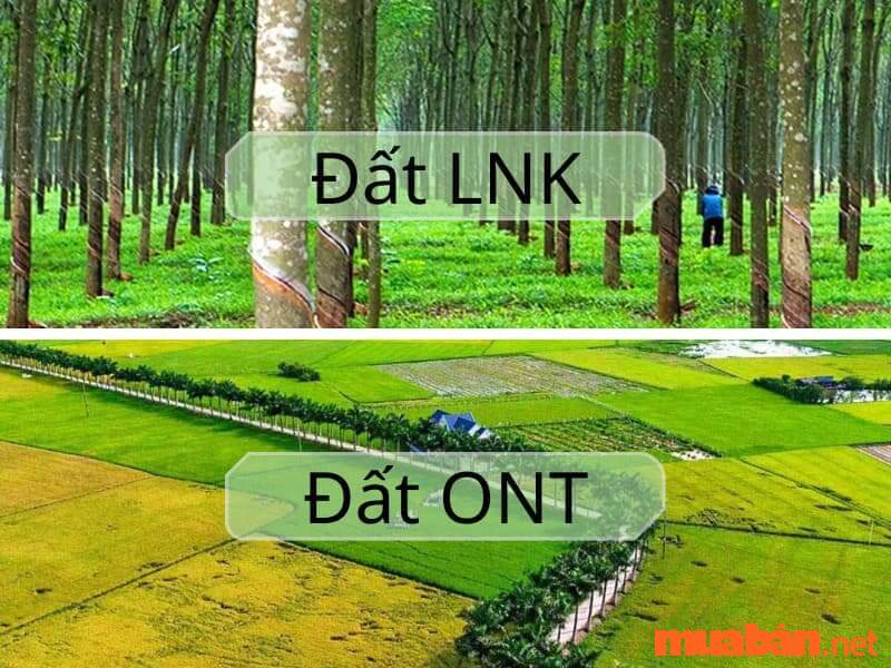 Sự khác nhau giữa đất LNK và đất ONT