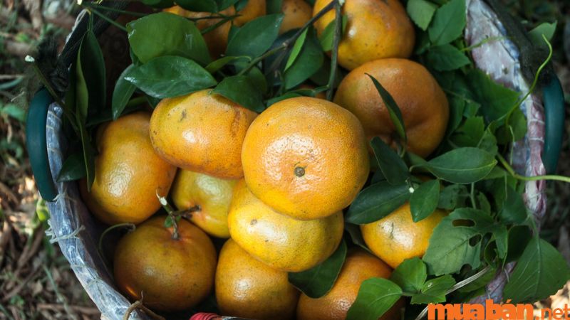 Tỉnh Tiền Giang với những mảnh đất màu mỡ đả trồng ra rất nhiều loại trái cây