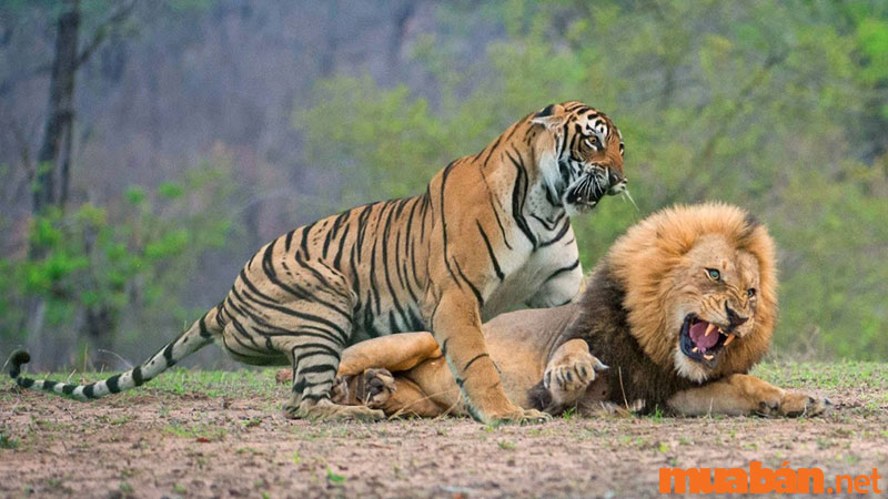 Nằm mơ thấy hổ và sư tử