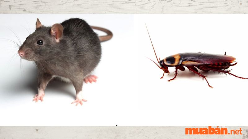 Chuột và gián xưa nay không phải là các loài động vật gắn bó với nhau