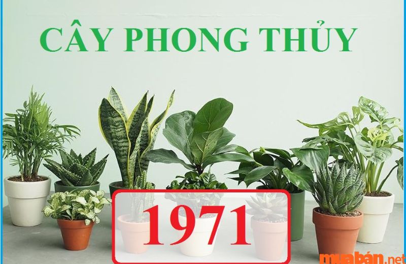 Bạch Mã Hoàng Tử, cây Lan Chi, cây Lan Ý hợp tuổi mệnh 1971