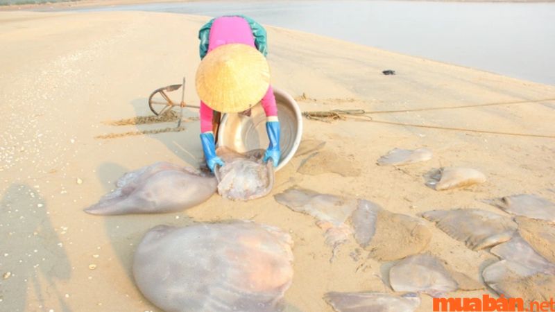 Thu hoạch sứa biển ở Quảng Ninh