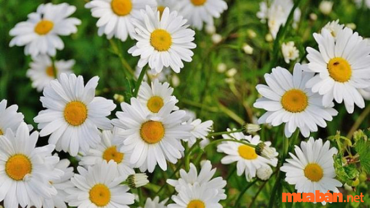 Hoa Cúc trắng - Mệnh Thủy hợp hoa gì