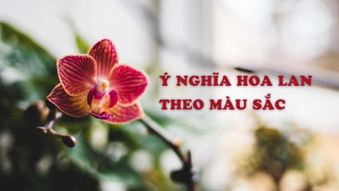 thông điệp và ý nghĩa hoa lan