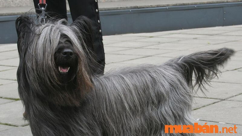 Chó sục Skye Terrier có nguồn gốc từ vùng Scotland