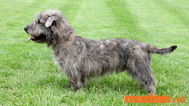 Glen xứ Imaal Terrier cùng với bộ lông dài và xù