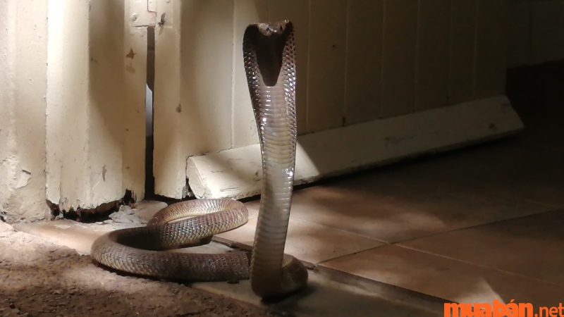 Nếu thấy rắn bò vào nhà thì nên làm gì?
