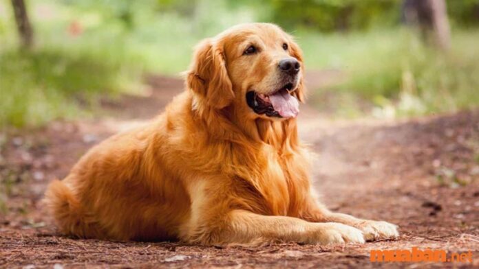 Top 10 loài chó lông dài đẹp nhất thế giới