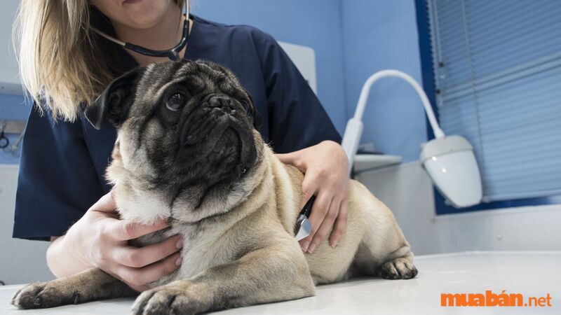 Chó ngân ngắn rất dễ mắc bệnh về hô hấp