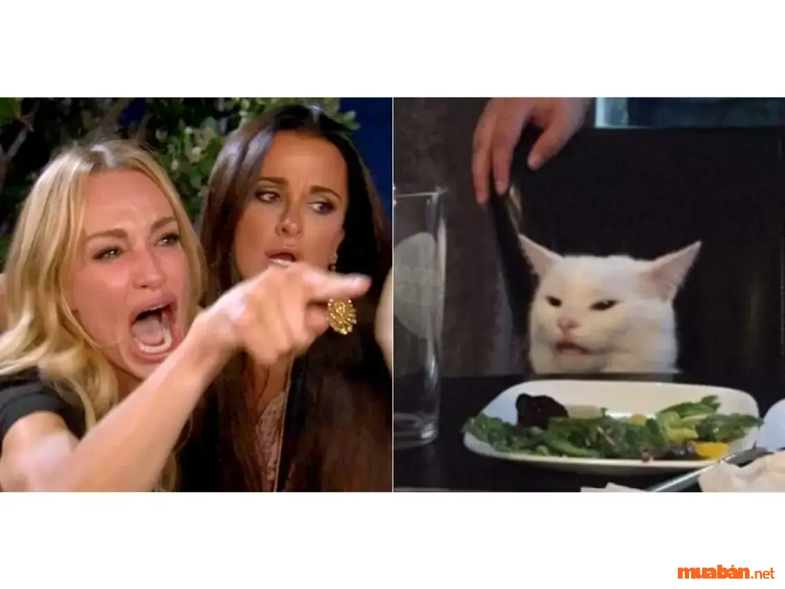 Woman yelling at cat Meme