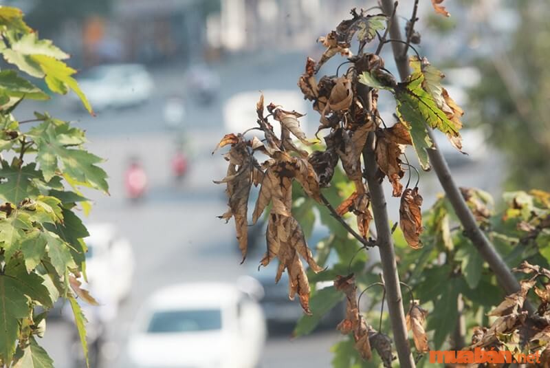 Tuyệt đối không để cây khô héo, chết khô quá lâu trước cửa nhà.  Điều này sẽ tước đi sức sống của ngôi nhà bạn.