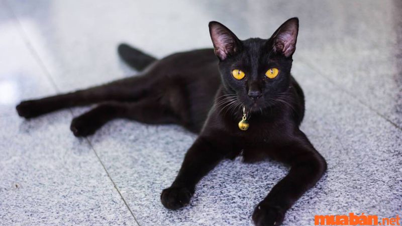 Mèo đen đến nhà đẻ