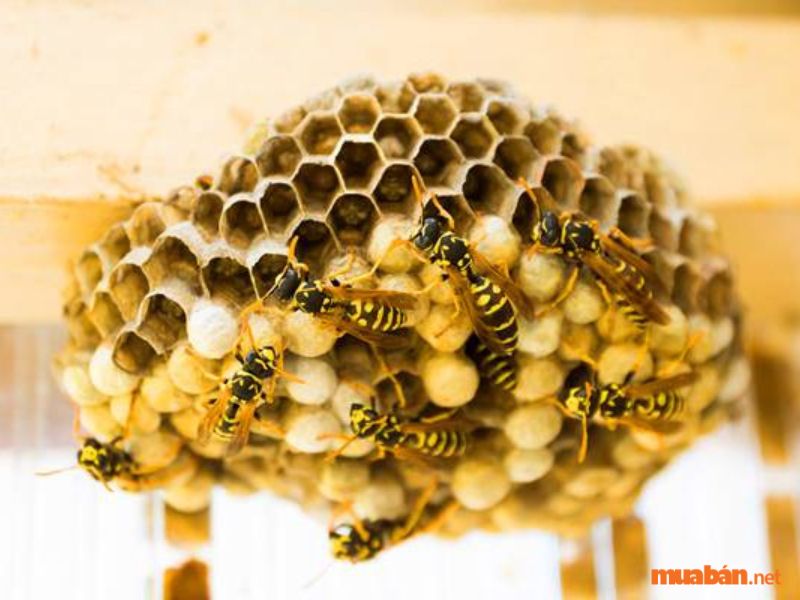 Ong làm tổ trong nhà nên lựa chọn con số may mắn nào