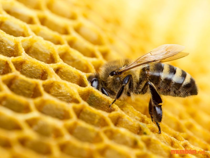 Ong mật làm tổ trong nhà
