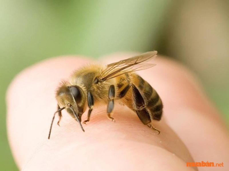 Cách xử khi gặp ong làm tổ trong nhà