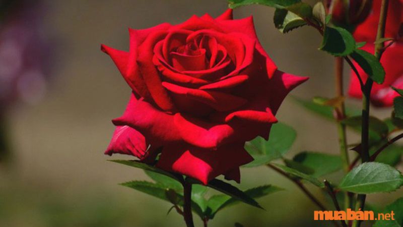 Nếu như nói đến một món quà quá thông dụng thì chắc hẳn, chúng ta sẽ nghĩ đến hoa hồng. Hoa hồng trong tình yêu là loài hoa vô cùng xinh đẹp và quyến rũ, tượng trưng cho một tình yêu vĩnh cửu.