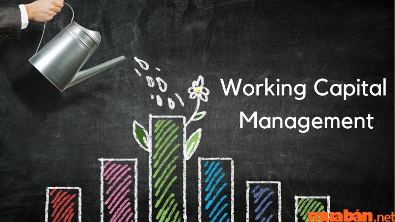 Working Capital Management (Quản lý vốn lưu động)