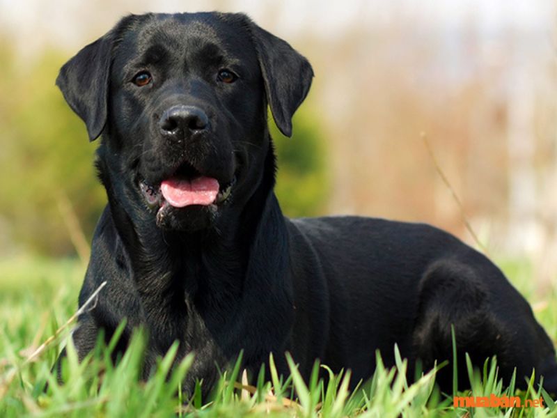 Chó đen vào nhà là điềm tốt hay xấu?