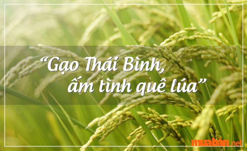 Thái Bình có gì chơi? Mảnh đất có gạo thơm và lúa chín