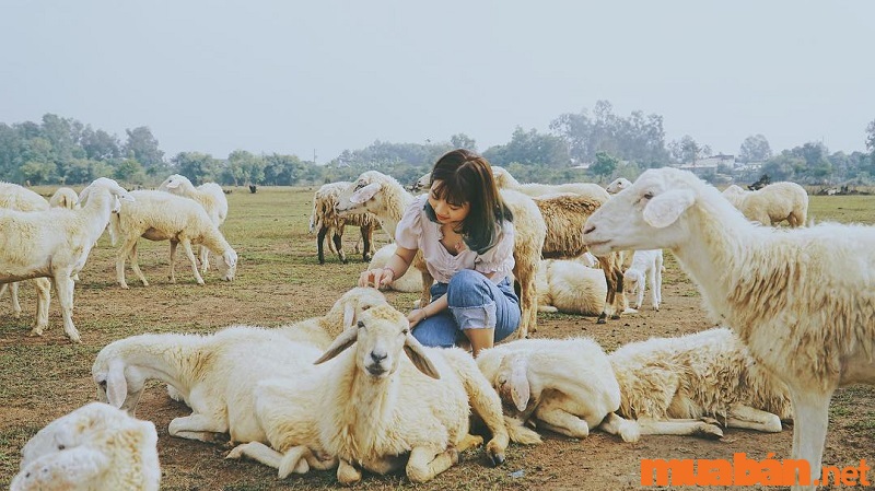 Biên Hoà có gì chơi - Trại cừu Đồng Lách