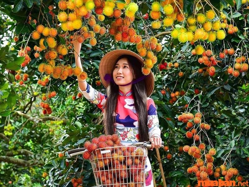 Các vườn trái cây Long Khánh