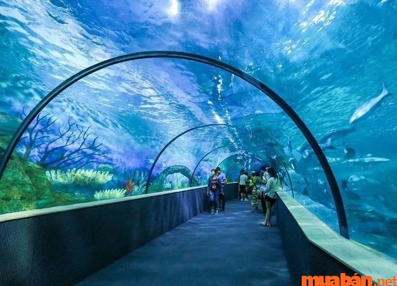 Vinpearl Aquarium là khu thủy cung hiện đại và lớn nhất ở Việt Nam