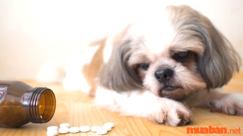 Sử dụng thuốc kháng viêm cho chó con bị nôn
