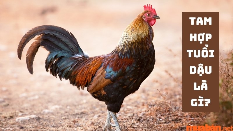 Learn about the Rooster triad