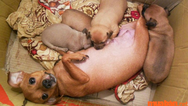 Dogs give birth to 5 good or bad children