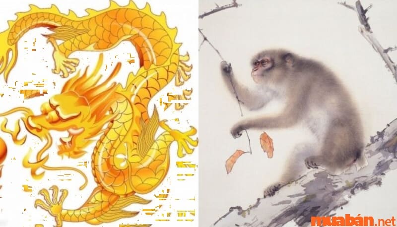 The combination of Dragon and Monkey age is very wonderful