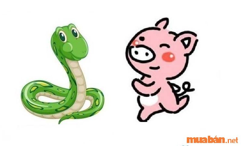 Solving the conflict between the years of the Snake and the Pig in love and marriage