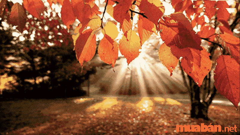 5 điểm đến mùa thu sẽ khiến bạn ngất ngây vì phong cảnh đẹp như trong mơ