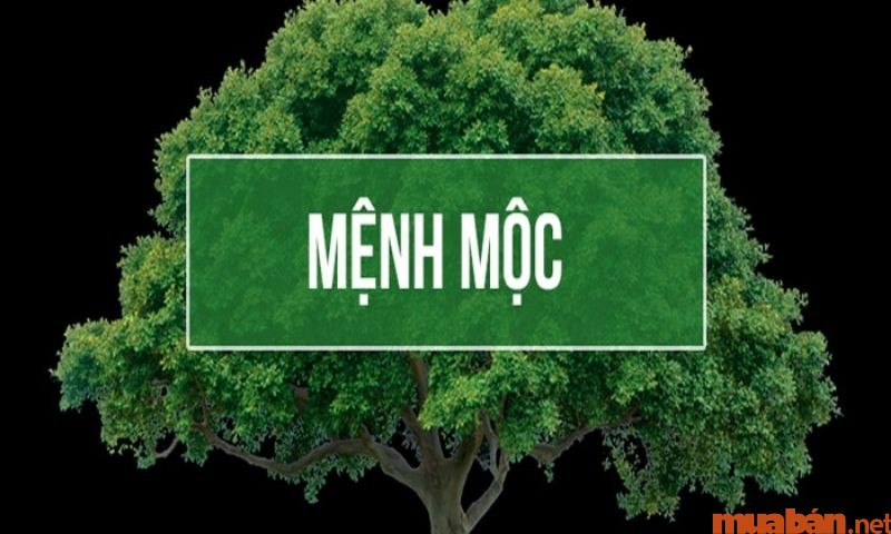 Mệnh Mộc được xem là hội tụ tinh hoa từ đất trời tạo thành cây cối.