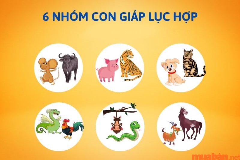 Dựa vào Địa chi bạn có thể nắm được cách để biết mình mệnh gì, hợp tuổi nào?