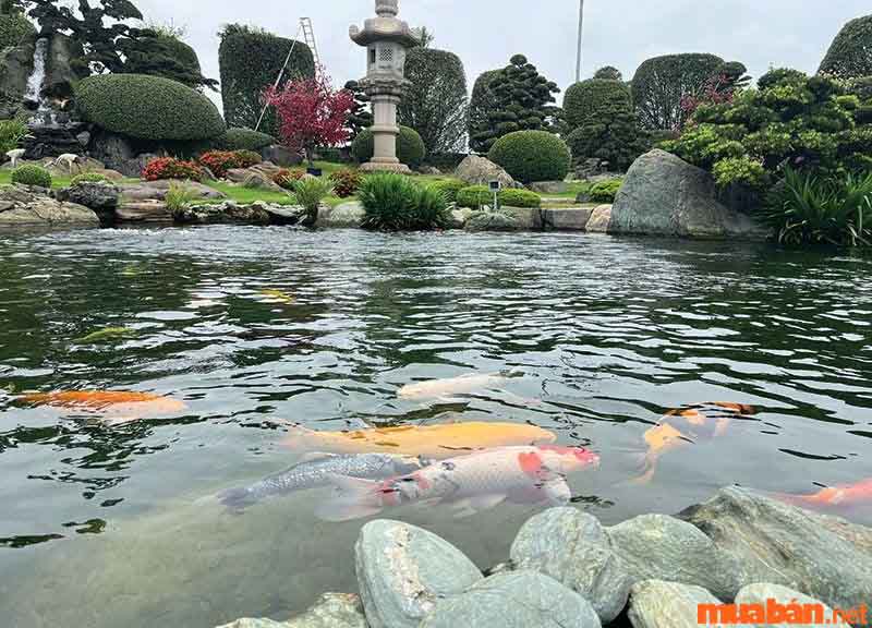 Công viên cá Koi Rin Rin Park