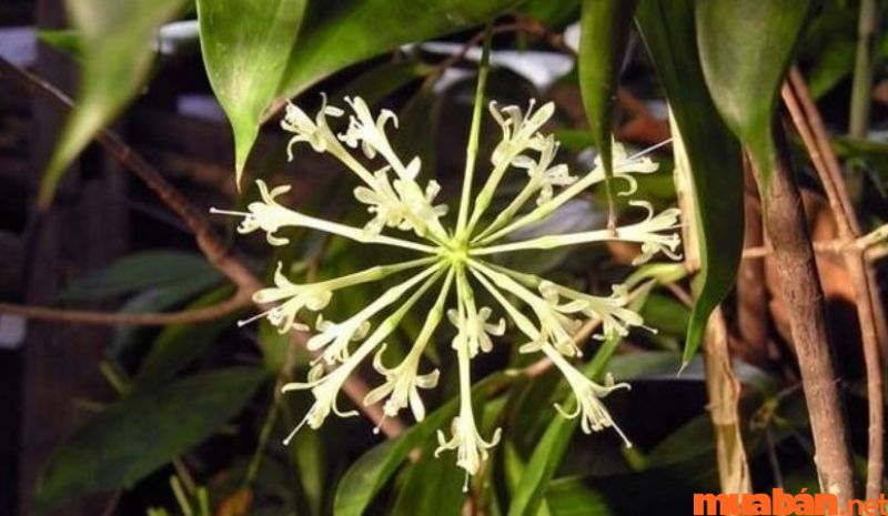 The shape of the Japanese bamboo flower