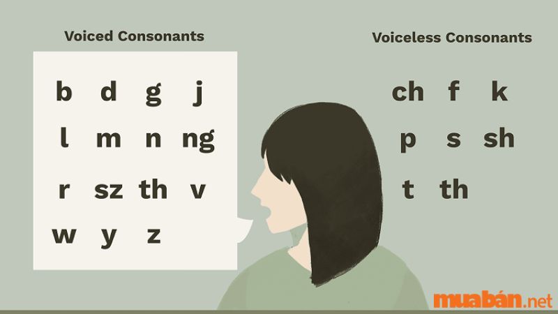 Consonants hay được biết đến là phụ âm